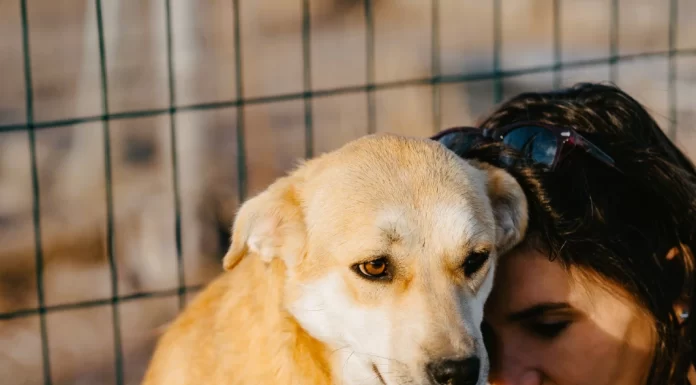 UTA GAARDER HELPS STREET DOGS FIND HOMES IN GERMANY